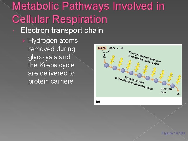 Metabolic Pathways Involved in Cellular Respiration Electron transport chain › Hydrogen atoms removed during