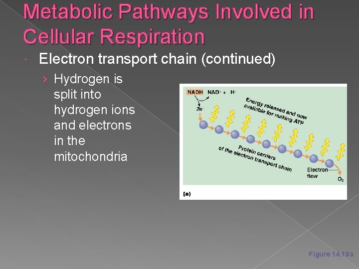 Metabolic Pathways Involved in Cellular Respiration Electron transport chain (continued) › Hydrogen is split