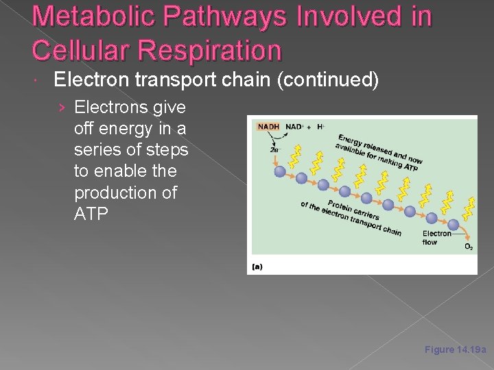 Metabolic Pathways Involved in Cellular Respiration Electron transport chain (continued) › Electrons give off