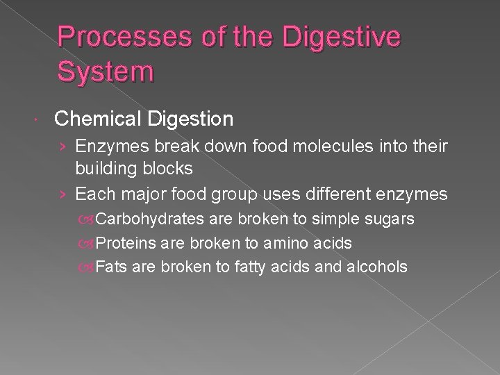 Processes of the Digestive System Chemical Digestion › Enzymes break down food molecules into