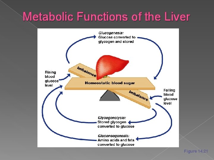 Metabolic Functions of the Liver Figure 14. 21 