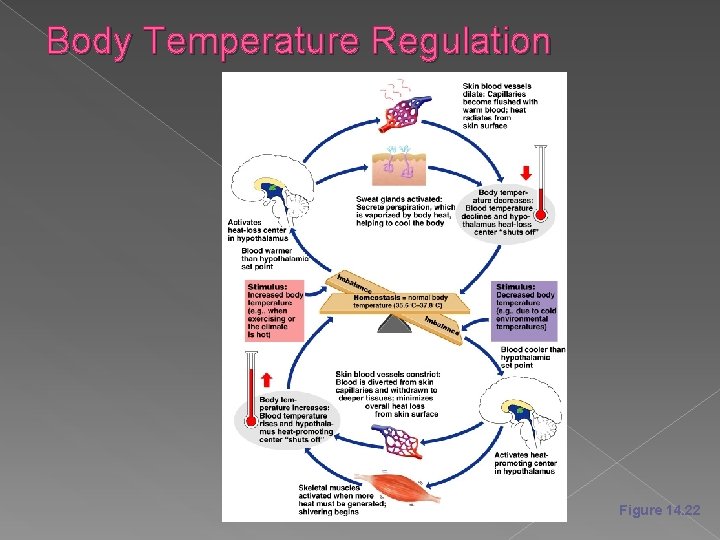 Body Temperature Regulation Figure 14. 22 