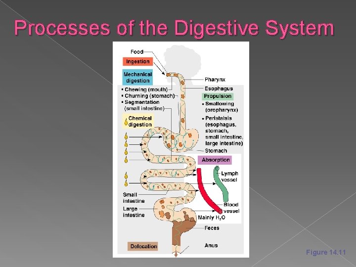 Processes of the Digestive System Figure 14. 11 