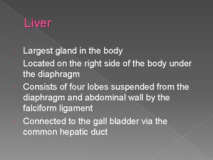 Liver Largest gland in the body Located on the right side of the body
