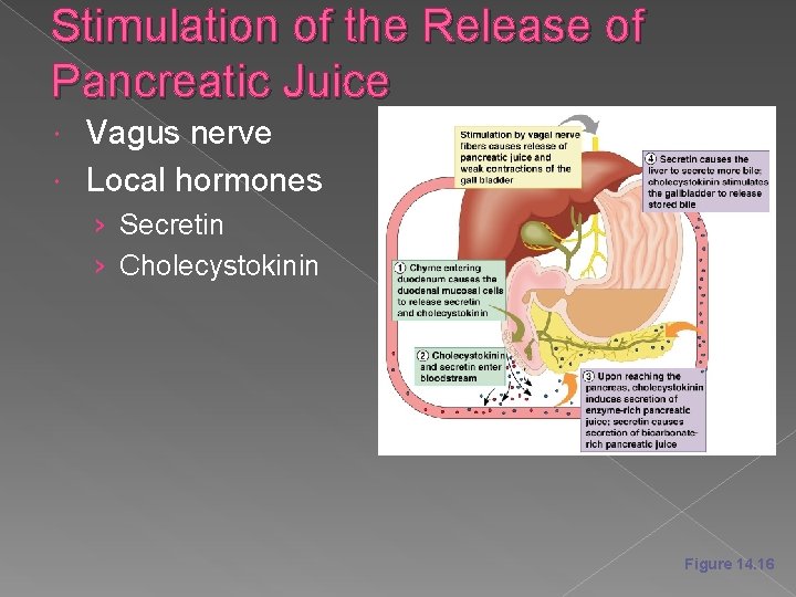 Stimulation of the Release of Pancreatic Juice Vagus nerve Local hormones › Secretin ›