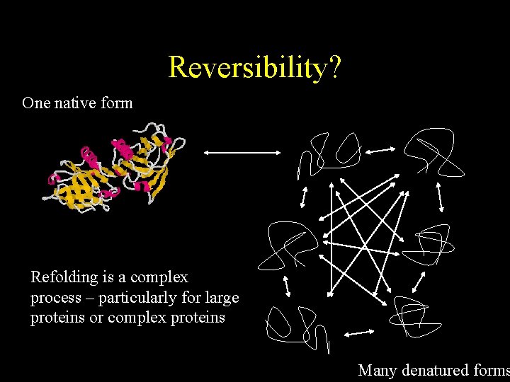 Reversibility? One native form Refolding is a complex process – particularly for large proteins