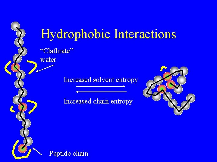 Hydrophobic Interactions “Clathrate” water Increased solvent entropy Increased chain entropy Peptide chain 
