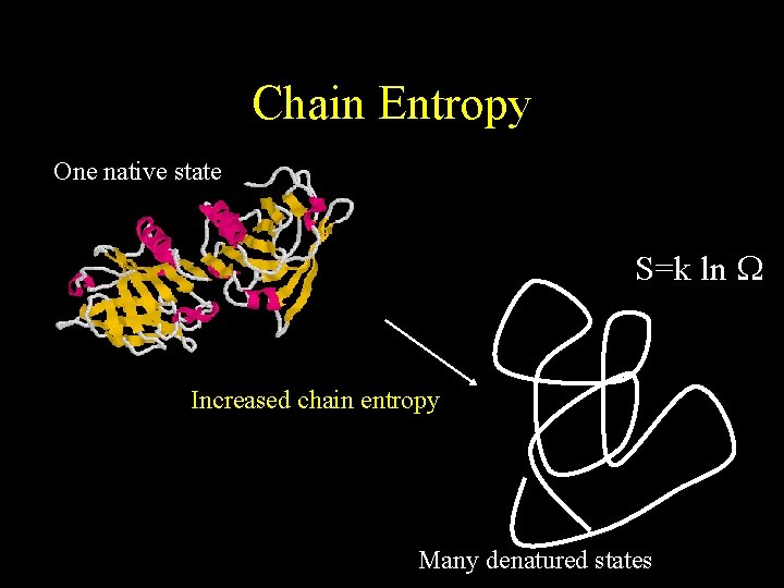 Chain Entropy One native state S=k ln W Increased chain entropy Many denatured states