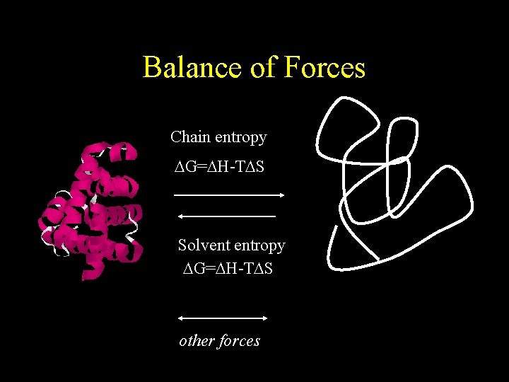Balance of Forces Chain entropy DG=DH-TDS Solvent entropy DG=DH-TDS other forces 