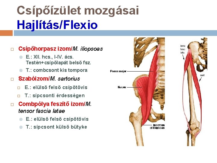Csípőízület mozgásai Hajlítás/Flexio Csípőhorpasz izom/M. iliopsoas E. : XII. hcs. , I-IV. ács. Testén+csípőlapát