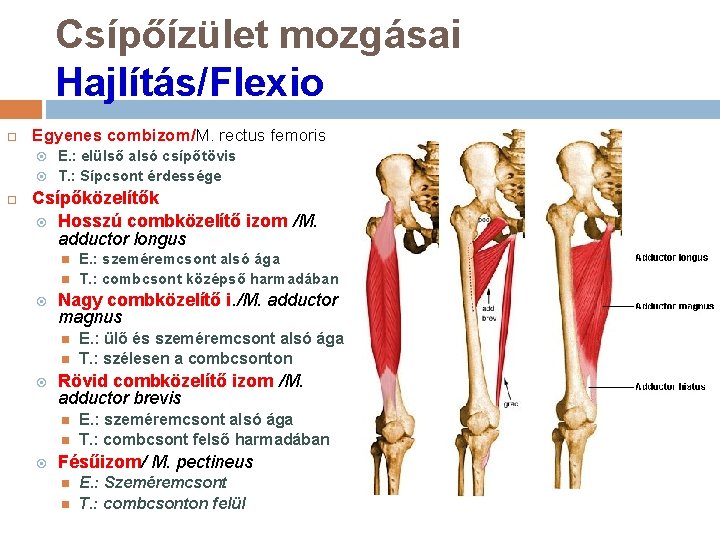 Csípőízület mozgásai Hajlítás/Flexio Egyenes combizom/M. rectus femoris E. : elülső alsó csípőtövis T. :