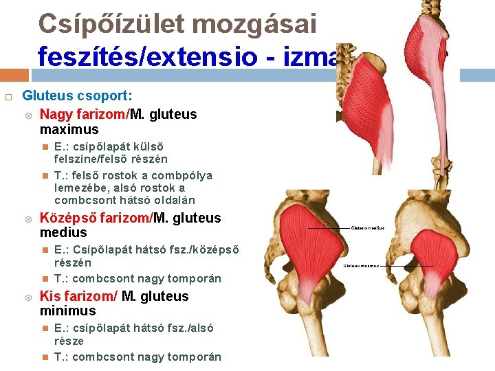 Csípőízület mozgásai feszítés/extensio - izmai Gluteus csoport: Nagy farizom/M. gluteus maximus Középső farizom/M. gluteus