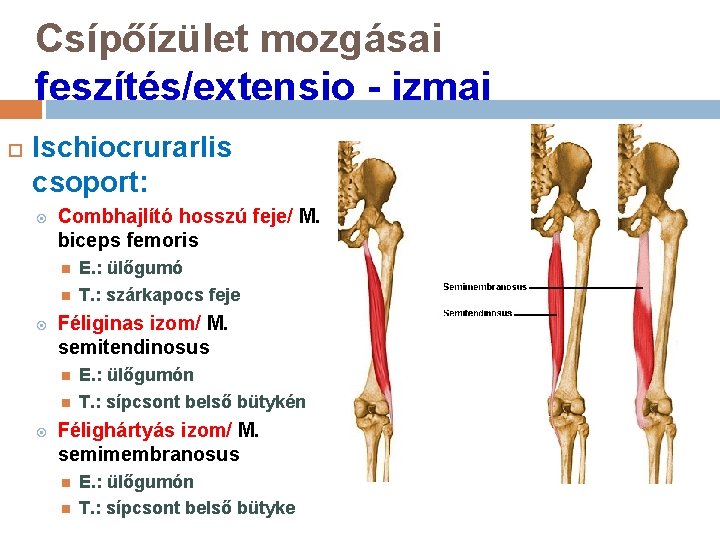Csípőízület mozgásai feszítés/extensio - izmai Ischiocrurarlis csoport: Combhajlító hosszú feje/ M. biceps femoris Féliginas