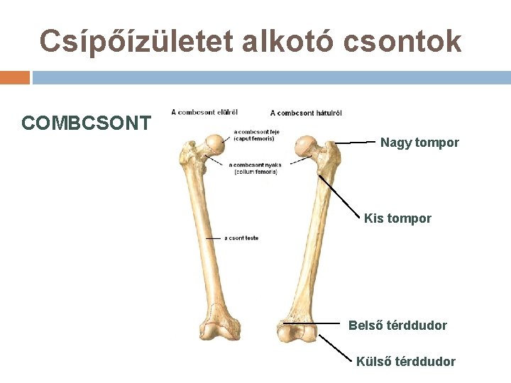 Csípőízületet alkotó csontok COMBCSONT Nagy tompor Kis tompor Belső térddudor Külső térddudor 