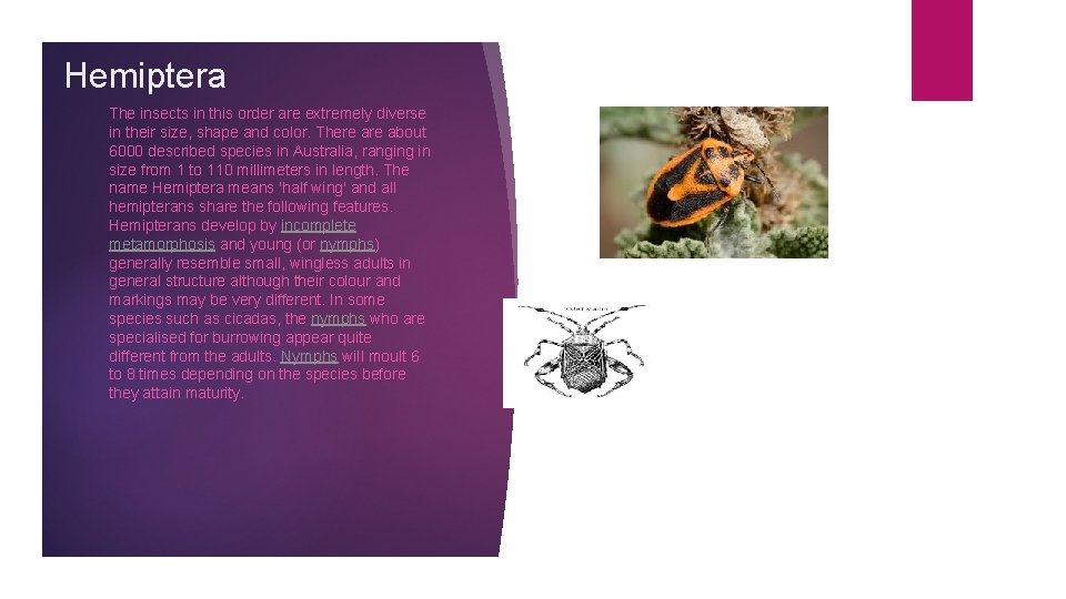Hemiptera The insects in this order are extremely diverse in their size, shape and