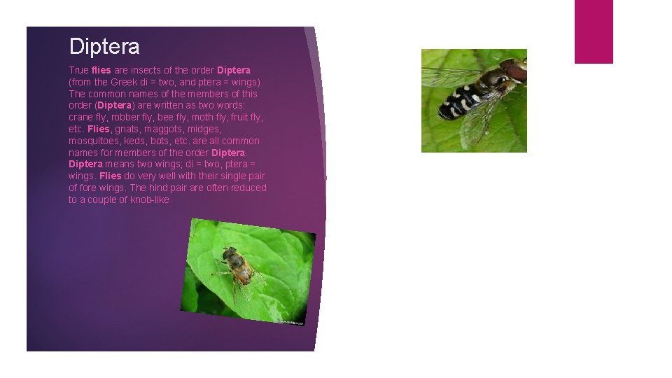 Diptera True flies are insects of the order Diptera (from the Greek di =