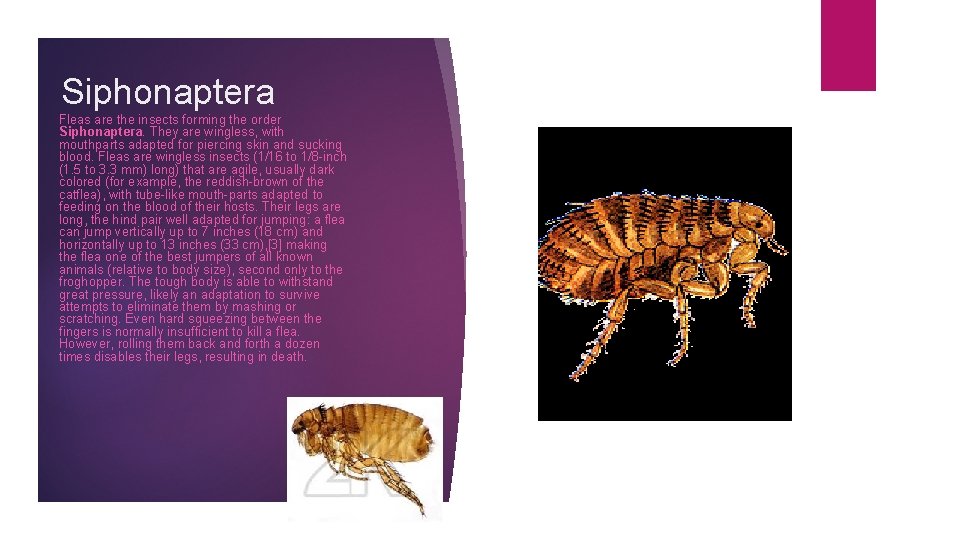 Siphonaptera Fleas are the insects forming the order Siphonaptera. They are wingless, with mouthparts