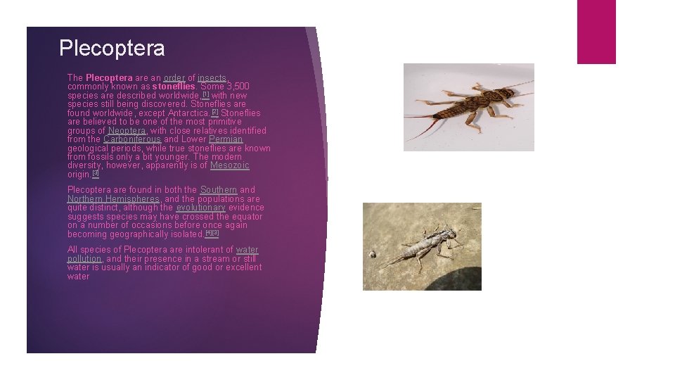 Plecoptera The Plecoptera are an order of insects, commonly known as stoneflies. Some 3,