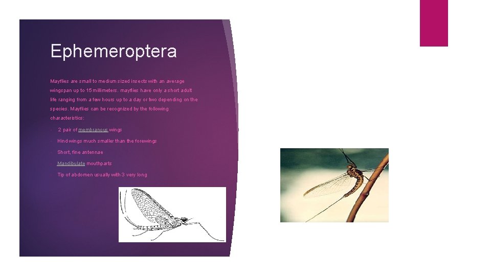 Ephemeroptera Mayflies are small to medium sized insects with an average wingspan up to