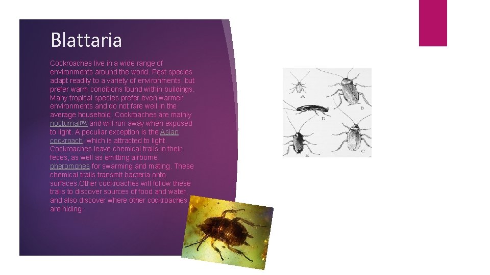 Blattaria Cockroaches live in a wide range of environments around the world. Pest species