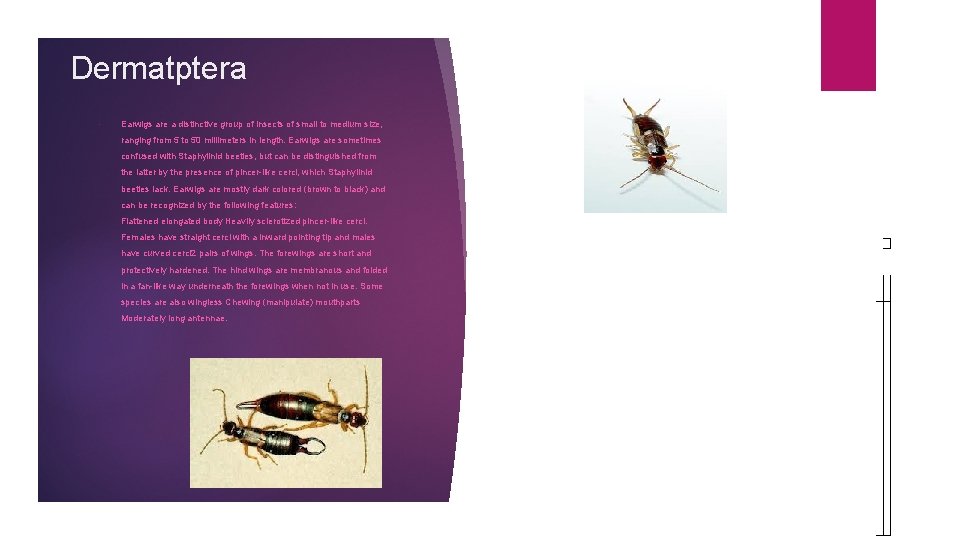 Dermatptera • Earwigs are a distinctive group of insects of small to medium size,