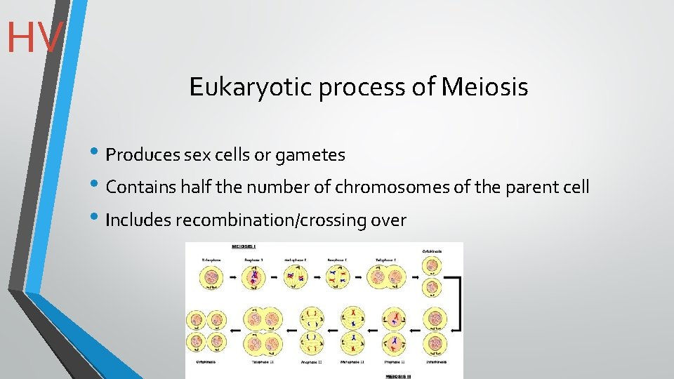 HV Eukaryotic process of Meiosis • Produces sex cells or gametes • Contains half