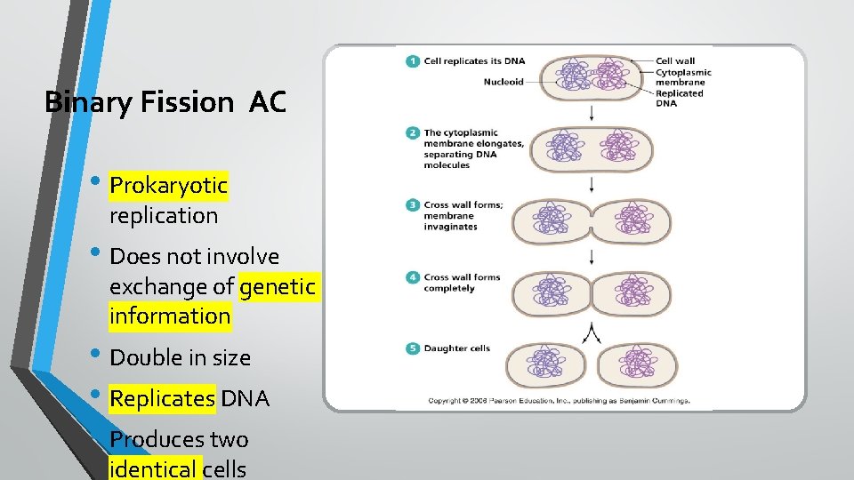 Binary Fission AC • Prokaryotic replication • Does not involve exchange of genetic information