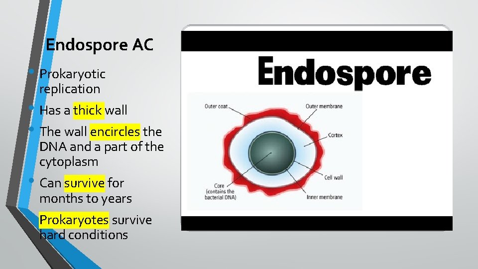 Endospore AC • Prokaryotic replication • Has a thick wall • The wall encircles