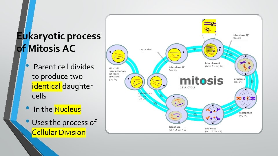 Eukaryotic process of Mitosis AC • Parent cell divides to produce two identical daughter