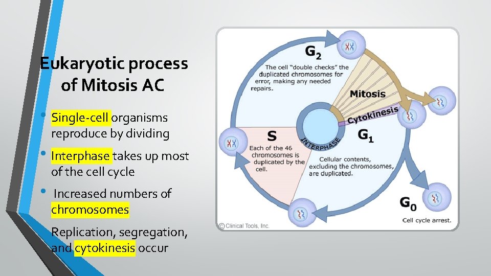 Eukaryotic process of Mitosis AC • Single-cell organisms reproduce by dividing • Interphase takes