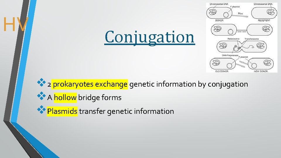 HV Conjugation v 2 prokaryotes exchange genetic information by conjugation v. A hollow bridge