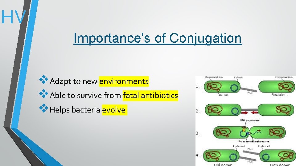 HV Importance's of Conjugation v. Adapt to new environments v. Able to survive from