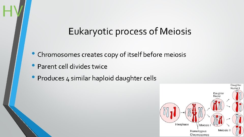 HV Eukaryotic process of Meiosis • Chromosomes creates copy of itself before meiosis •