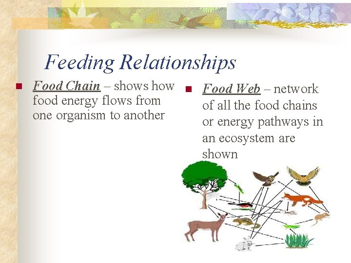 Feeding Relationships n Food Chain – shows how food energy flows from one organism