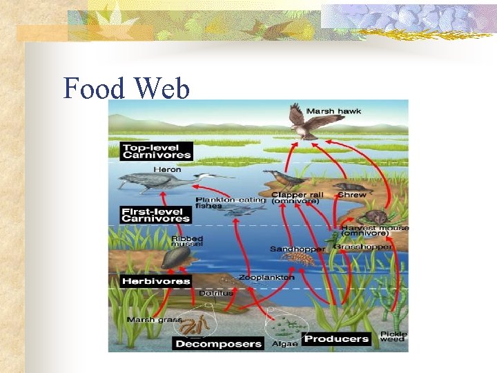 Food Web 