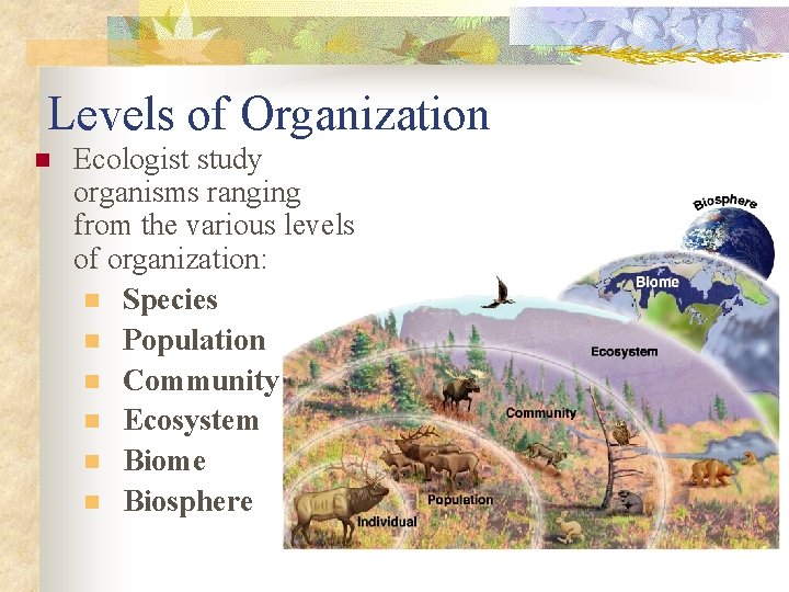 Levels of Organization n Ecologist study organisms ranging from the various levels of organization: