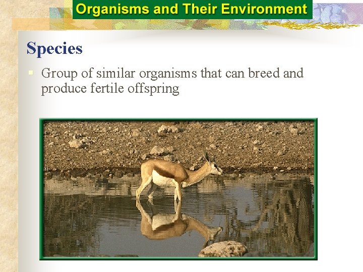 Species § Group of similar organisms that can breed and produce fertile offspring 