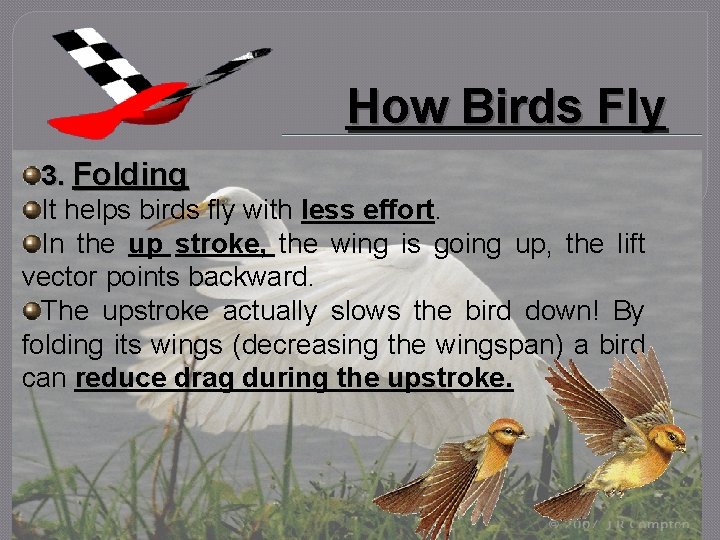 How Birds Fly 3. Folding It helps birds fly with less effort. In the