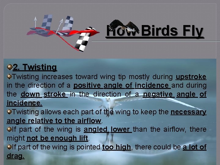 How Birds Fly 2. Twisting increases toward wing tip mostly during upstroke in the