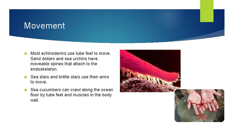 Movement Most echinoderms use tube feet to move. Sand dollars and sea urchins have