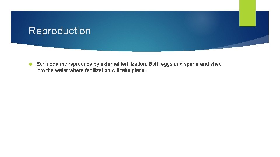 Reproduction Echinoderms reproduce by external fertilization. Both eggs and sperm and shed into the