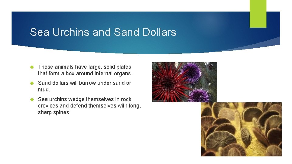 Sea Urchins and Sand Dollars These animals have large, solid plates that form a
