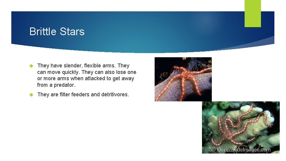 Brittle Stars They have slender, flexible arms. They can move quickly. They can also