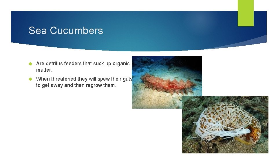 Sea Cucumbers Are detritus feeders that suck up organic matter. When threatened they will