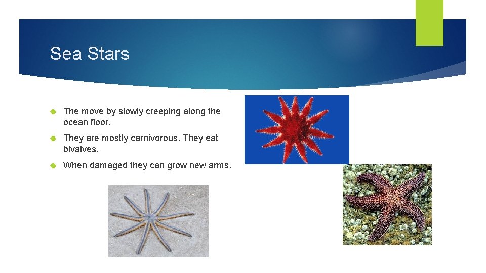 Sea Stars The move by slowly creeping along the ocean floor. They are mostly
