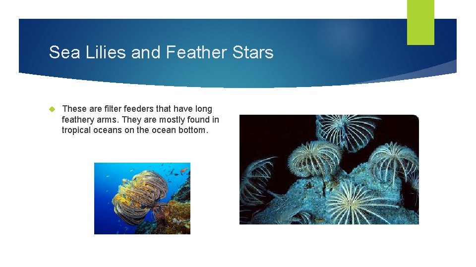 Sea Lilies and Feather Stars These are filter feeders that have long feathery arms.