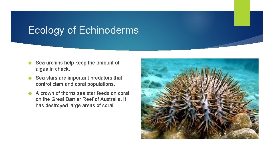 Ecology of Echinoderms Sea urchins help keep the amount of algae in check. Sea