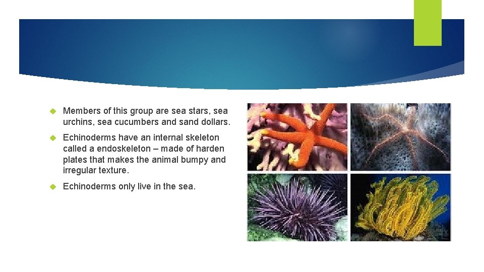  Members of this group are sea stars, sea urchins, sea cucumbers and sand