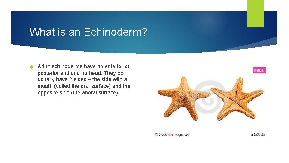 What is an Echinoderm? Adult echinoderms have no anterior or posterior end and no
