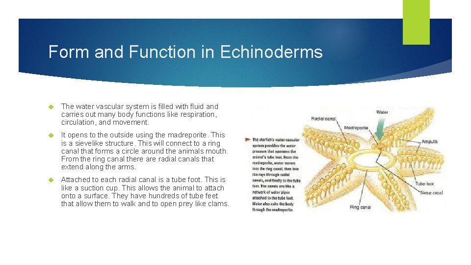 Echinoderms Members of this group are sea stars